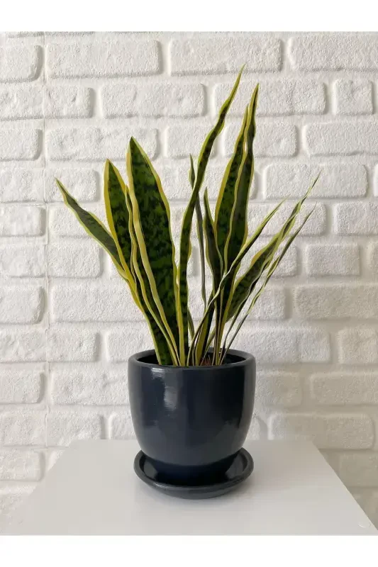 5 litr Klassik Tuvalak Taglikli 15cmx15cm Antratsit Rangi-Antratsit - 2