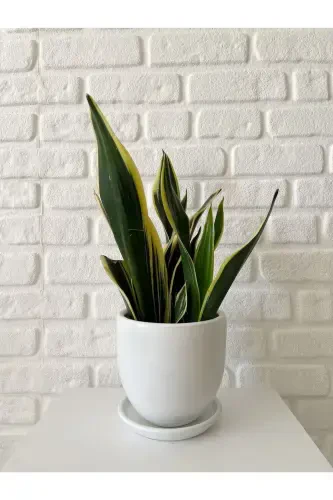 5litre Klasik Saksı Tabaklı 15cmx15cm Etnik Seri Vizon Beyaz Taş Renk-Kırık Beyaz - 1