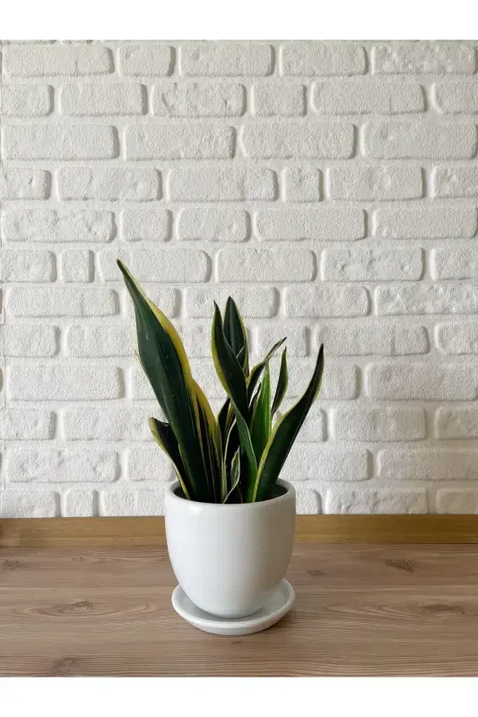 5litre Klasik Saksı Tabaklı 15cmx15cm Etnik Seri Vizon Beyaz Taş Renk-Kırık Beyaz - 2