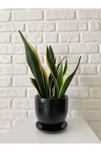 5litre Klasik Saksı Tabaklı 15cmx15cm Mia Serisi Siyah Mermer Desenli Renk-Siyah - 1