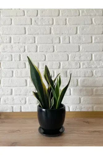 5litre Klasik Saksı Tabaklı 15cmx15cm Mia Serisi Siyah Mermer Desenli Renk-Siyah - 2