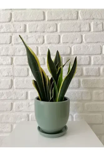 5litre Klasik Saksı Tabaklı 15cmx15cm Mint Yeşili Renk-Mint - 1