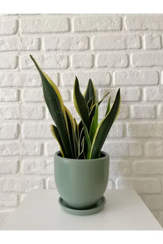 5litre Klasik Saksı Tabaklı 15cmx15cm Mint Yeşili Renk-Mint - 1