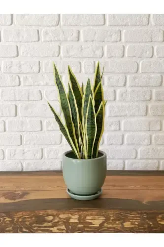 5litre Klasik Saksı Tabaklı 15cmx15cm Mint Yeşili Renk-Mint - 2