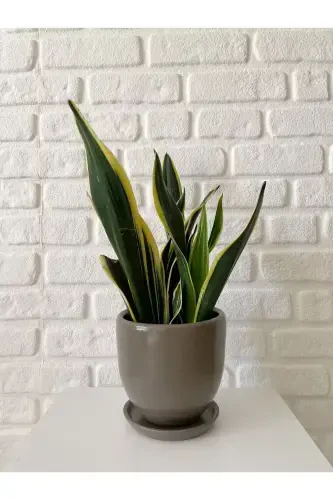 5litre Klasik Saksı Tabaklı 15cmx15cm Vizon Renk-VİZON - 1