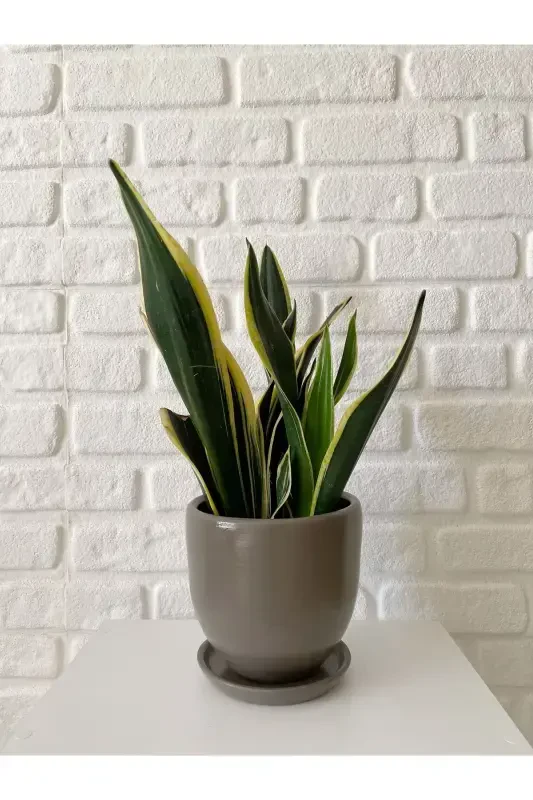 5litre Klasik Saksı Tabaklı 15cmx15cm Vizon Renk-VİZON - 1