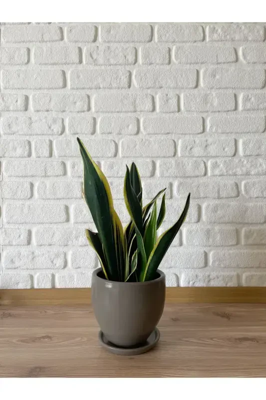 5litre Klasik Saksı Tabaklı 15cmx15cm Vizon Renk-VİZON - 2