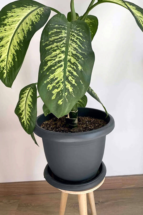 5 Litre Ø26x19cm Tabaklı Mat Plastik Orta Boy Yuvarlak Saksı Villa No6 Antrasit Gri - 5L - 4