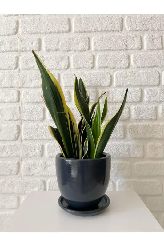 5litre Klasik Saksı Tabaklı 15cmx15cm Antrasit Renk - Antrasit - ODKA