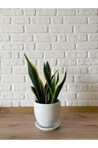 5liter Classic Pot with Saucer 15cmx15cm Ethnic Series Mink White Stone Color-Off White - 2