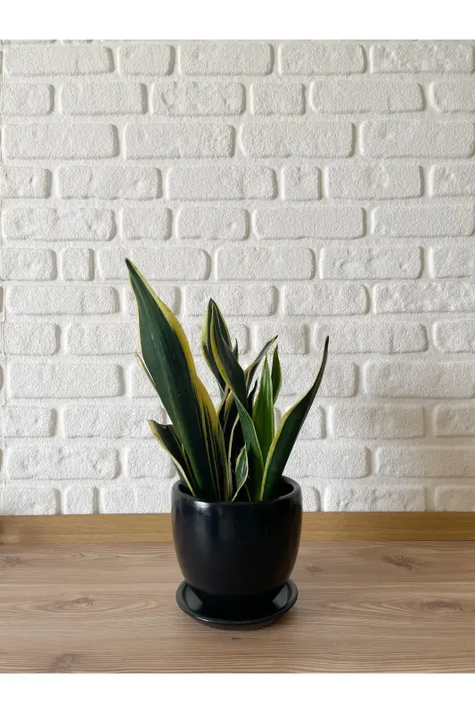 5litre Classic Pot with Saucer 15cmx15cm Mia Series Black Marble Patterned Color-Black - 2