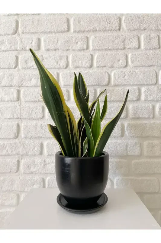 5litre Classic Pot with Saucer 15cmx15cm Mia Series Black Marble Patterned Color-Black - 1