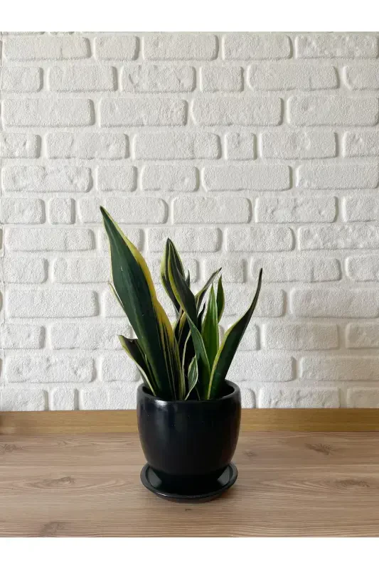 5litre Classic Pot with Saucer 15cmx15cm Mia Series Black Marble Patterned Color-Black - 2