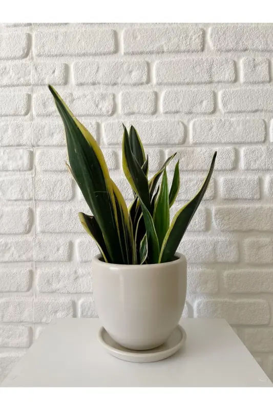 5litre Classic Saucered Pot 15cmx15cm Ecru Color-Ecru - 1