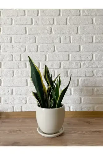 5litre Classic Saucered Pot 15cmx15cm Ecru Color-Ecru - 2