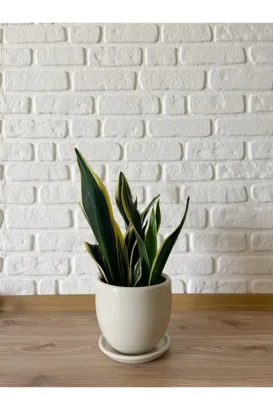 5litre Classic Saucered Pot 15cmx15cm Ecru Color-Ecru - 2