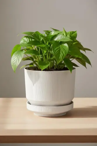 6 Litre Grey Decorative Luxury Planter Indoor Outdoor with Tray Plastic Flower Pot - 1