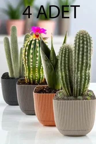 6 Pcs No 3 1.8 Lt Decorative Cactus and Flower Pot Square Pot - 1