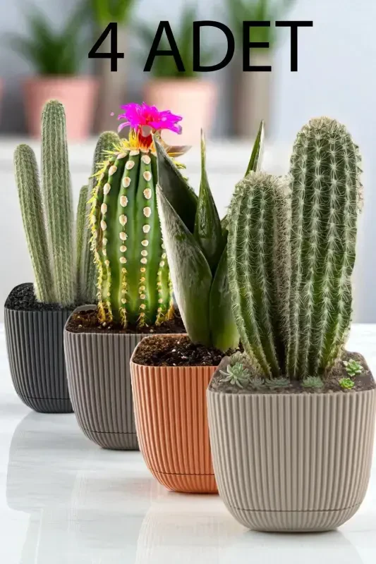6 Pcs No 3 1.8 Lt Decorative Cactus and Flower Pot Square Pot - TEMMUZ HOME