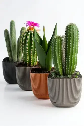 6 Pcs No 3 1.8 Lt Decorative Cactus and Flower Pot Square Pot - 3
