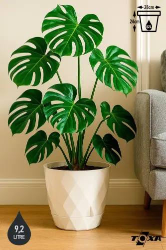 9.2lt Ø27.5x24cm Baklava Desenli Tabaklı Büyük Boy Dekoratif Plastik Saksı Yakamoz No5 Beyaz-BEYAZ 