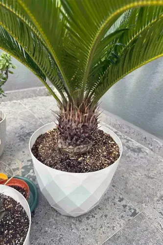 9.2lt Ø27.5x24cm Baklava naqshli plastmassa idishli katta dekorativ guldon Yakamoz No5 oq rang - 7