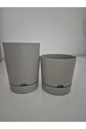 Begonia 5lt Cream Pot (leoflowers Product) - 3