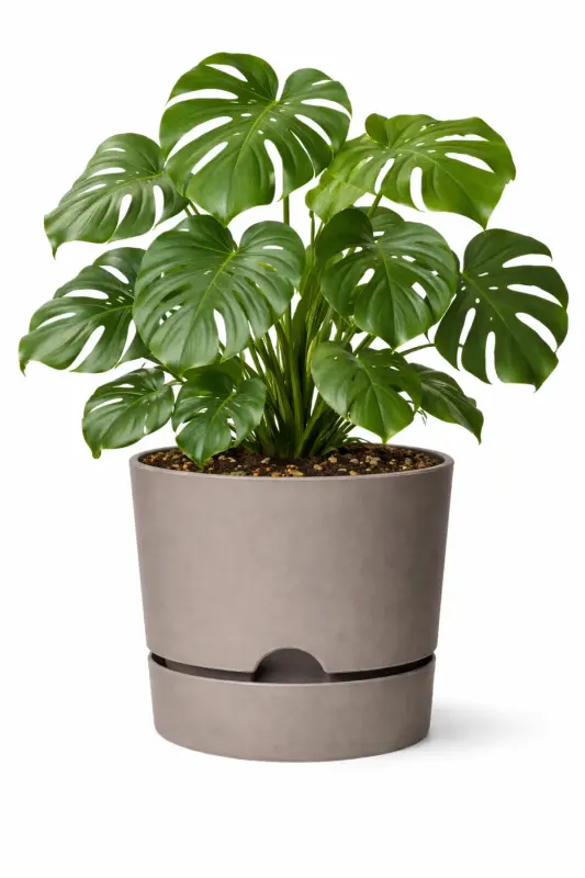 Begonia 5lt Cream Pot (leoflowers Product) - 5