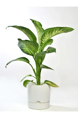 Begonia 9 Lt White Pot (LEOFLOWERS PRODUCT) - 3