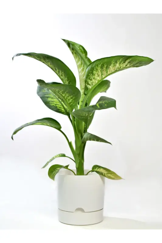 Begonia 9 Lt White Pot (LEOFLOWERS PRODUCT) - 3