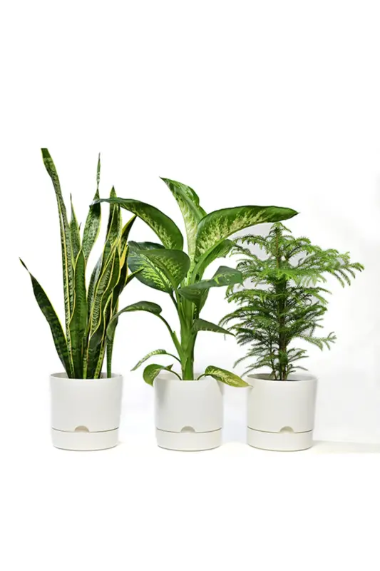 Begonia 9 Lt White Pot (LEOFLOWERS PRODUCT) - LEOGARDEN