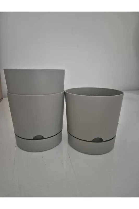 Begoniya 5lt Krem Qozon (leoflowers Mahsuloti) - 3