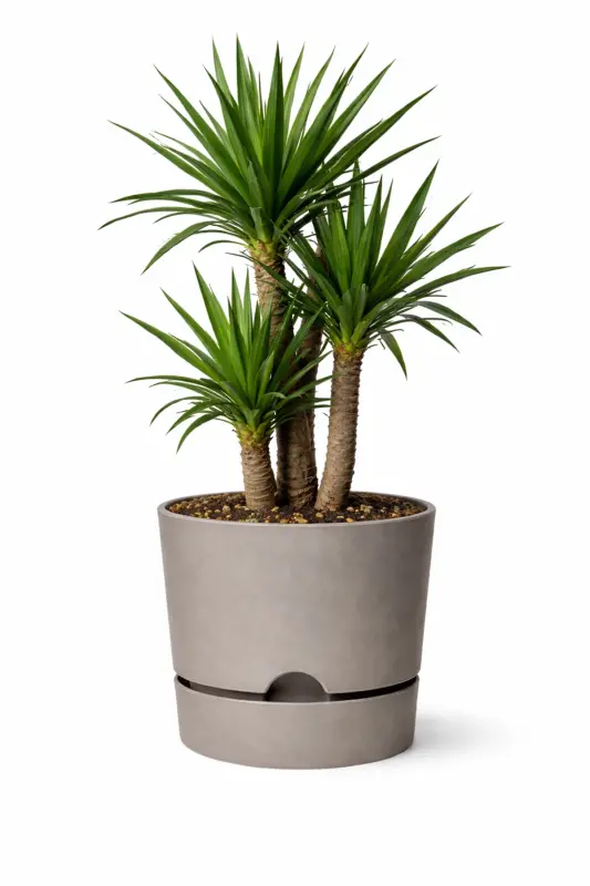 Begoniya 5lt Krem Qozon (leoflowers Mahsuloti) - 4