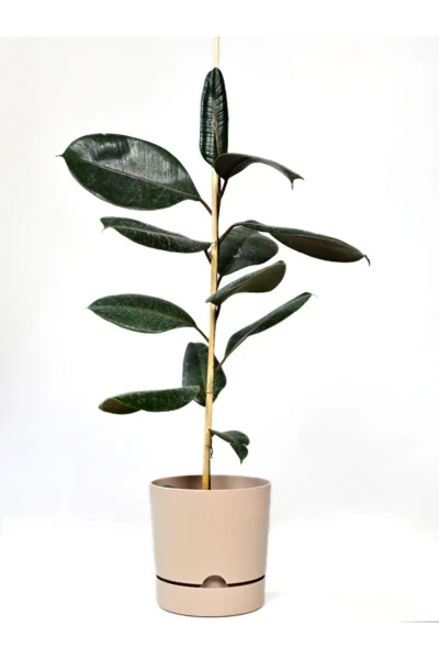 Begonya 5lt Krem Saksı (LEOFLOWERS ÜRÜNÜ) Ağız Çapı 21 Cm Yükseklik 20.5 Cm-KREM - Modazone