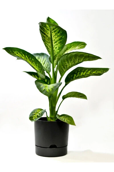 Begonya 9 Lt Antrasit Tabaklı Saksı (LEOFLOWERS ÜRÜNÜ)ağız Çapı 24.5 Cm Yükseklik 23 Cm-ANTRASİT - Modazone