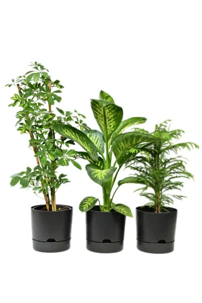 Begonya 9 Lt Antrasit Tabaklı Saksı (LEOFLOWERS ÜRÜNÜ)ağız Çapı 24.5 Cm Yükseklik 23 Cm-ANTRASİT - Modazone (1)