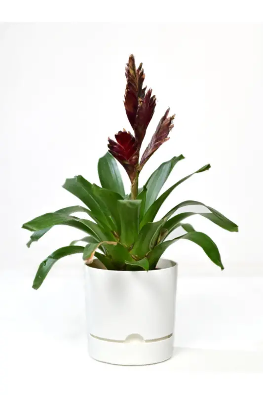 Begonya 9 Litre Beyaz Tabaklı Saksı (LEOFLOWERS ÜRÜNÜ)ağız Çapı 24.5 Cm Yükseklik 23 Cm-BEYAZ - 2