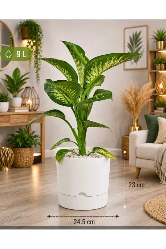 Begonya 9 Litre Beyaz Tabaklı Saksı (LEOFLOWERS ÜRÜNÜ)ağız Çapı 24.5 Cm Yükseklik 23 Cm - BEYAZ - 4