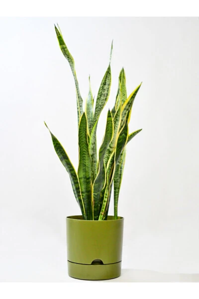 Begonya 9 Litre Yeşil Tabaklı Saksı (LEOFLOWERS ÜRÜNÜ)ağız Çapı 24.5 Cm Yükseklik 23 Cm-YEŞİL - Modazone