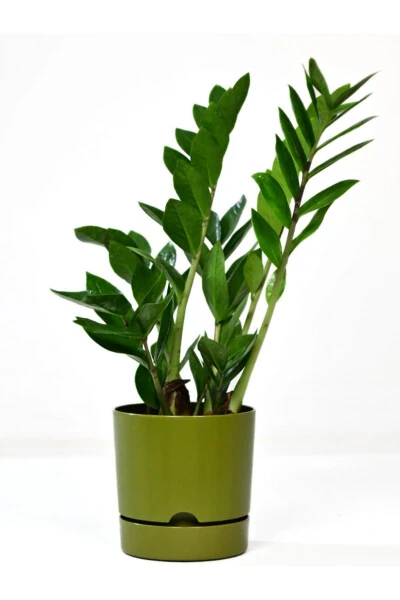 Begonya 9 Litre Yeşil Tabaklı Saksı (LEOFLOWERS ÜRÜNÜ)ağız Çapı 24.5 Cm Yükseklik 23 Cm-YEŞİL - Modazone (1)