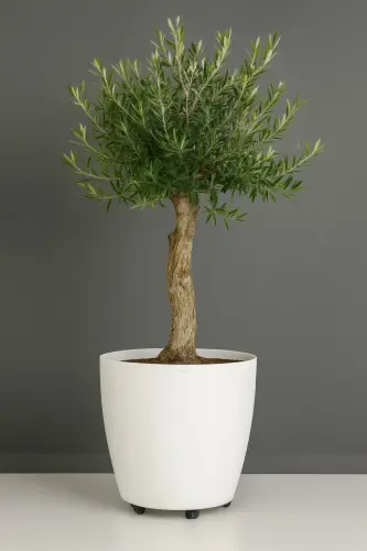 Beyaz Tekerlekli Saksı 48 Litre Büyük Saksı Geniş Hacimli Tekerlekli Saksı Beyaz 45x40 Cm-Beyaz - 1