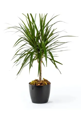 Black Yakut Flower Pot 22 Liters - 5