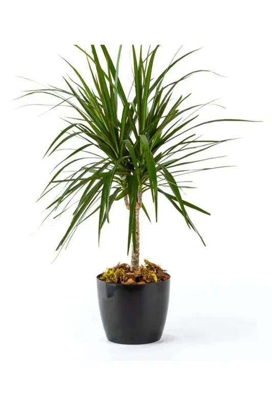 Black Yakut Flower Pot 22 Liters - 5