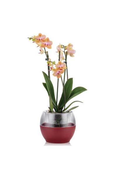 Buule Orchid Pot with Drainage 2 Lt White - 3