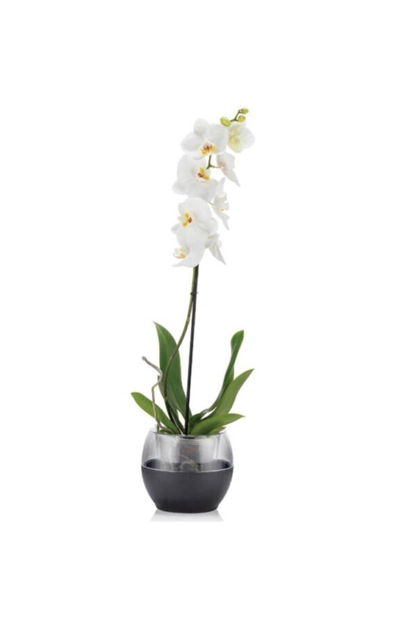 Buule Orchid Pot with Drainage 2 Lt White - 4