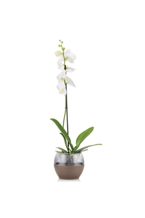 Buule Orchid Pot with Drainage 2 Lt White - 5