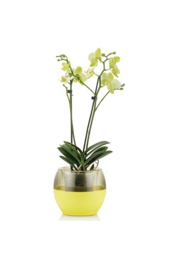 Buule Orchid Pot with Drainage 2 Lt White - 3