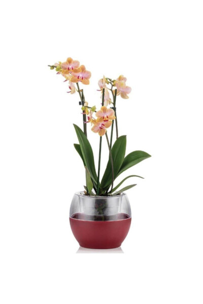 Buule Orchid Pot with Drainage 2 Lt White - 4