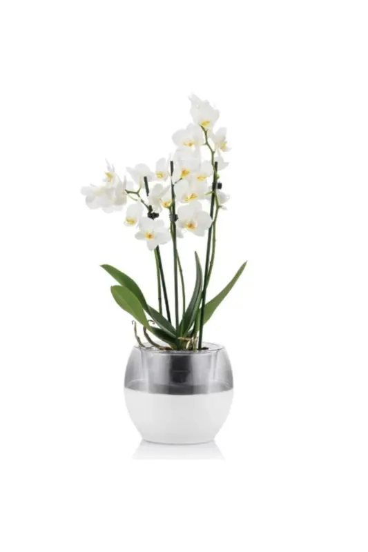 Buule Orchid Pot with Drainage 2 Lt White - POLIWORK