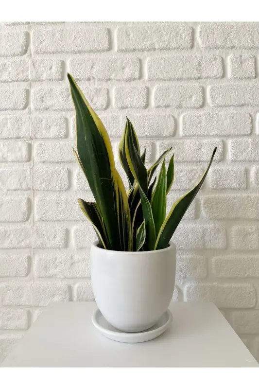 5litre Klasik Saksı Tabaklı 15cmx15cm Etnik Seri Vizon Beyaz Taş Renk - Kırık Beyaz - 1